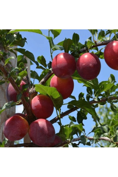 Нектаринова слива Нектапріум 